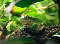 Frogs