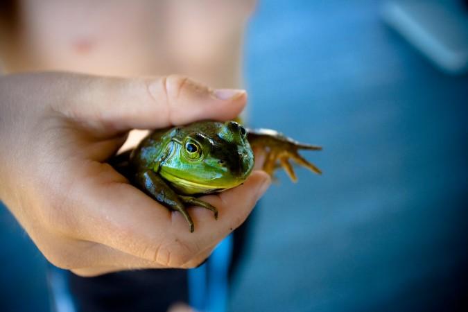 Frogs are caught and put into the water body and then crushed to death. (Representational Image) frogs