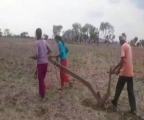 Sisters plough field to appease rain god. sisters plough field