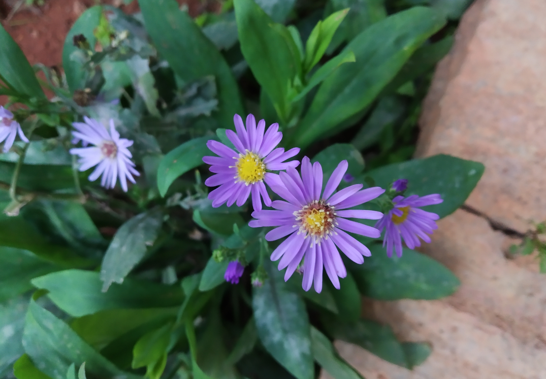 Xiaomi, Redmi Y2, review, camera, India, launch, price