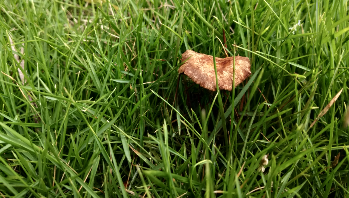 Xiaomi, Redmi Y2, review, camera, India, release, price, specs