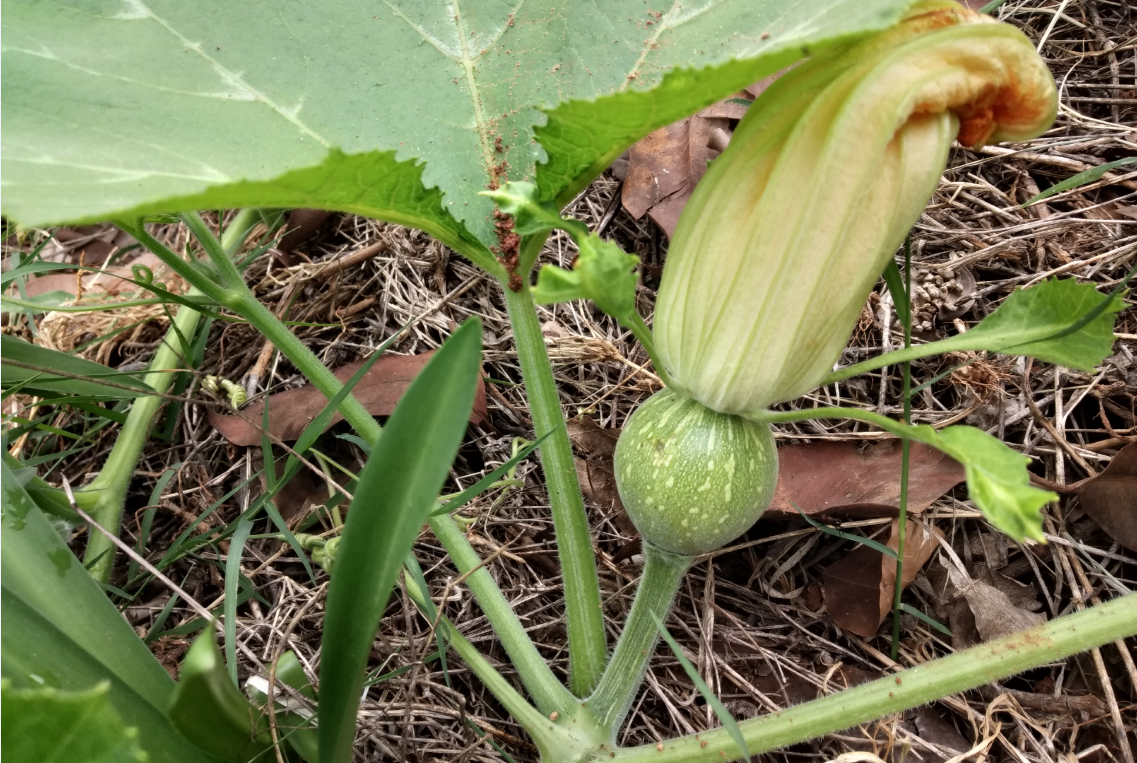 Xiaomi, Redmi Y2, India, camera, release, price, specs