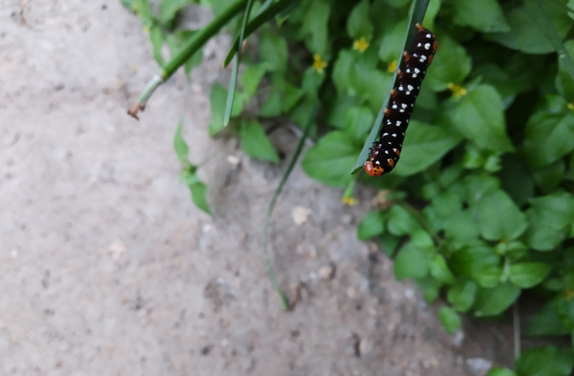 Xiaomi, Redmi Y2, review, camera, India, release, price, specs