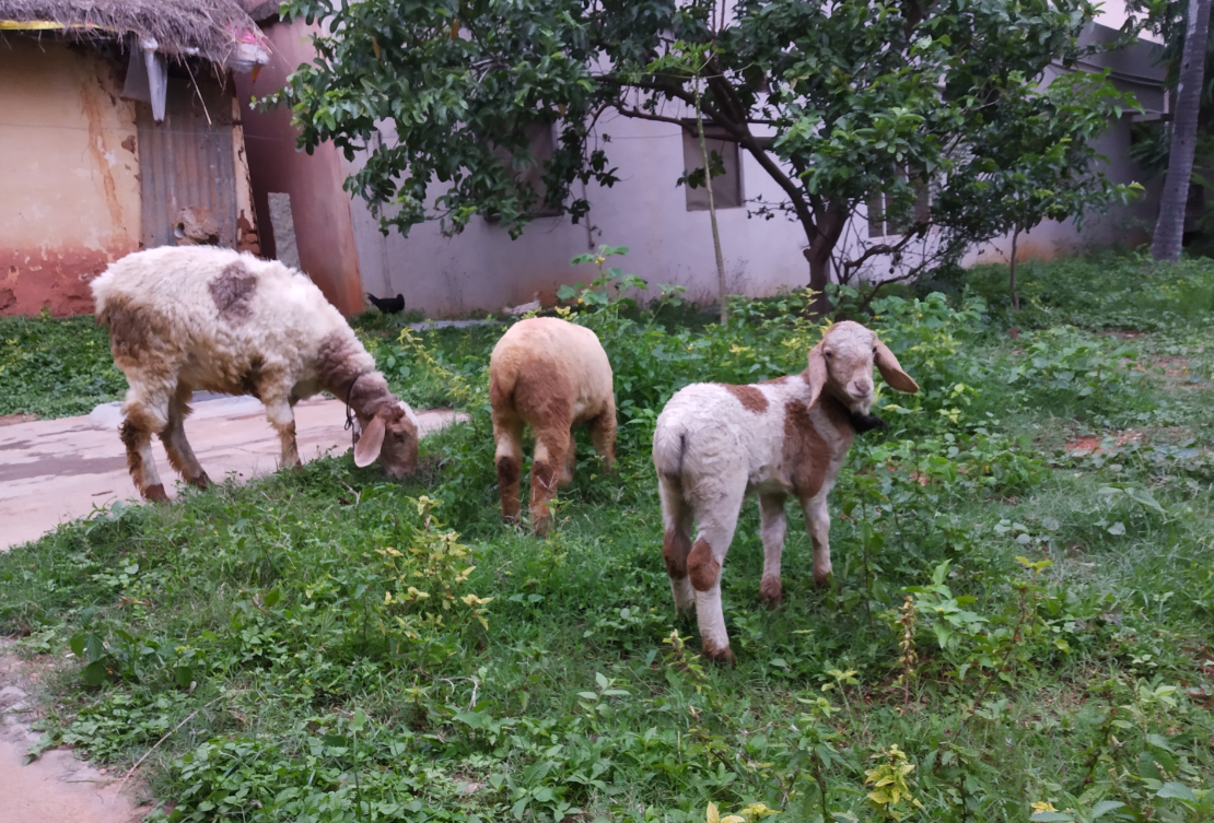 Xiaomi, Redmi Y2, review, camera, India, launch, price