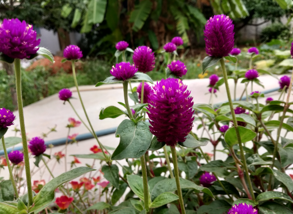 Xiaomi, Redmi Y2, review, camera, India, launch, price