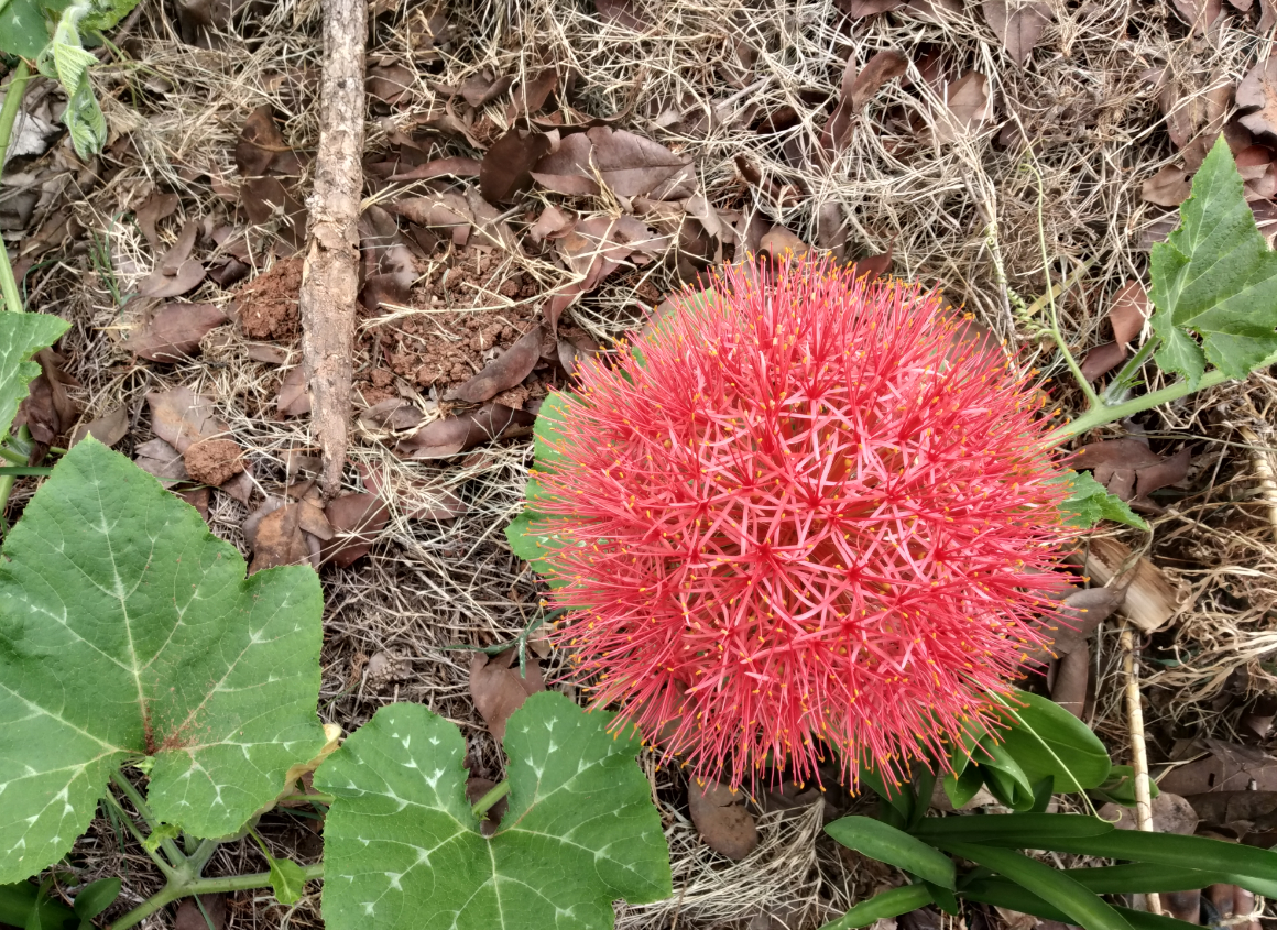 Xiaomi, Redmi Y2, review, camera, India, launch, price