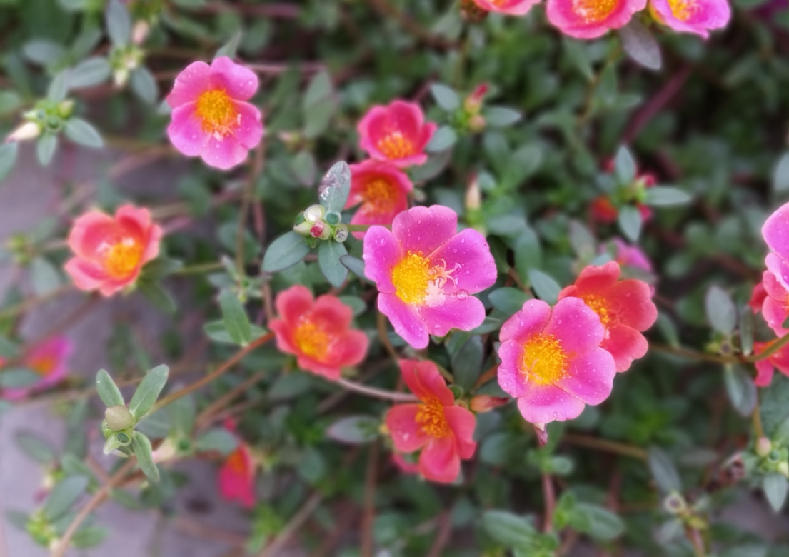 Xiaomi, Redmi Y2, review, camera, India, launch, price