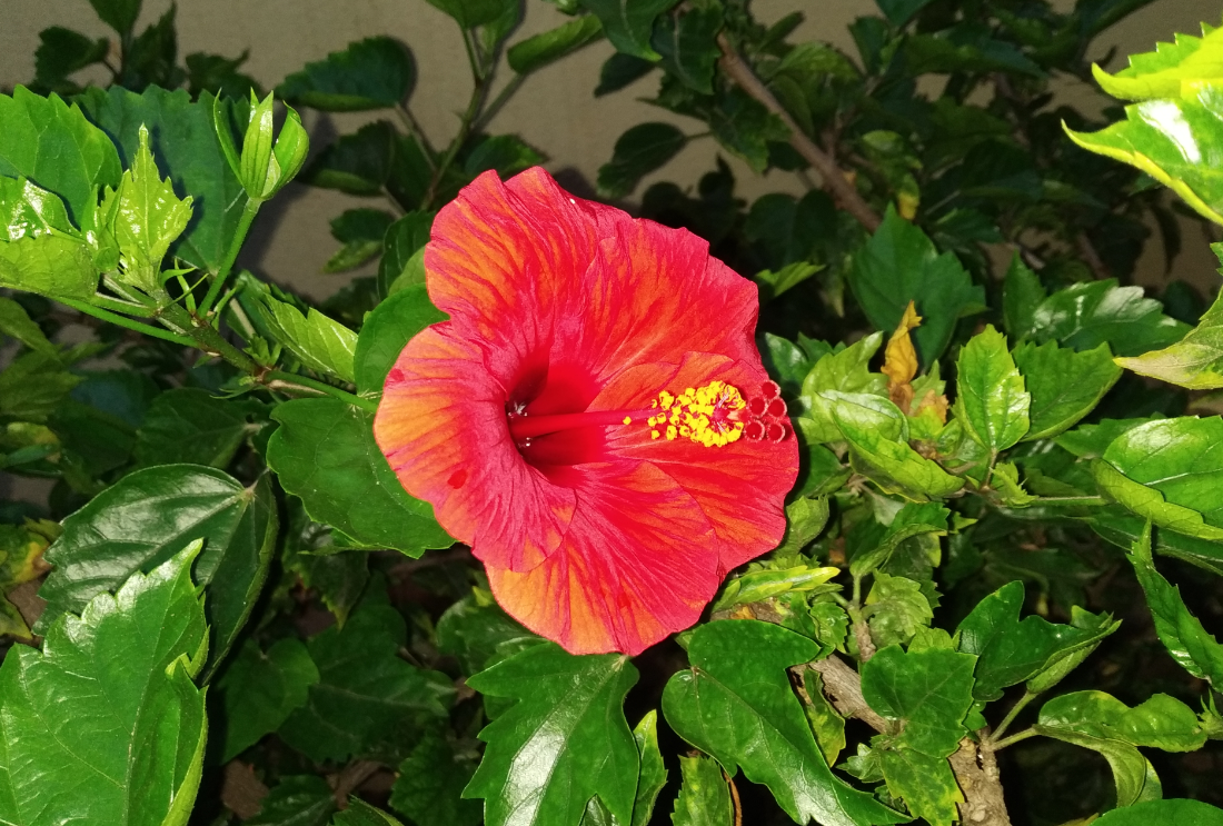 Xiaomi, Redmi Y2, review, camera, India, launch, price