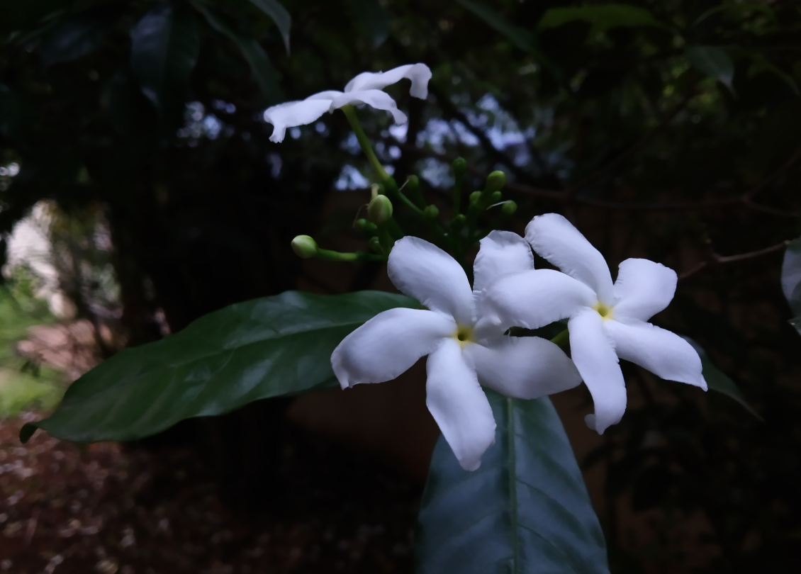 Xiaomi, Redmi Y2, review, camera, India, launch, price