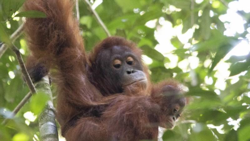 Representational image Mother Orangutan And Baby Released Back Into The Wild