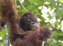 Mother Orangutan And Baby Released Back Into The Wild