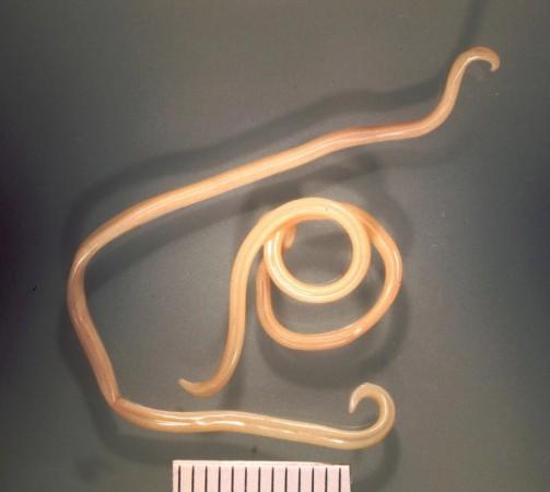 Ice Age roundworms frozen for 42,000 years, wake up, start eating as if ...