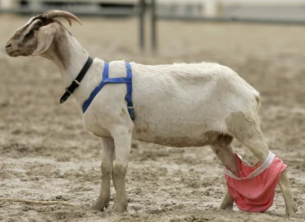 Goat with its pants down