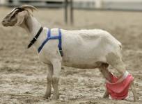 Goat with its pants down