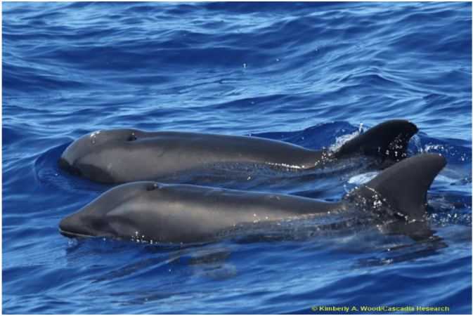 Dolphin Whale hybrid Dolphin Whale hybrid