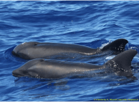 Dolphin Whale hybrid