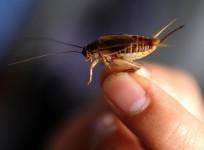 Crickets