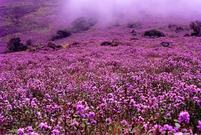 Neelakurinji blossomed in the valleys of Munnar in 1994 Neelakurinji