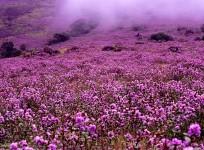 Neelakurinji