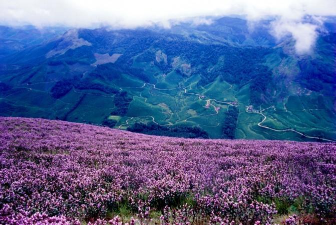 Neelakurinji Neelakurinji