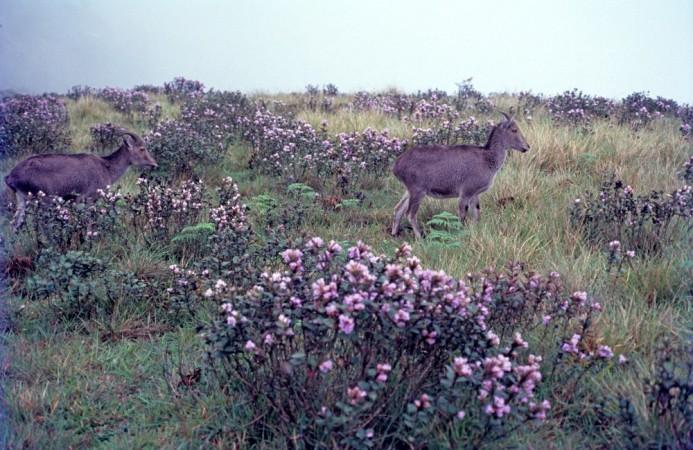 Nilgiri Tahr in the valleys of Munnar Nilgiri Tahr