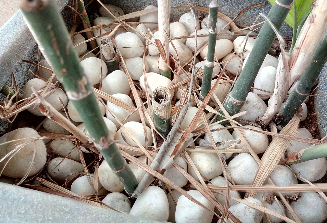 Infinix Smart 2 camera sample taken during the evening Infinix, Smart 2, India, launch, price, review