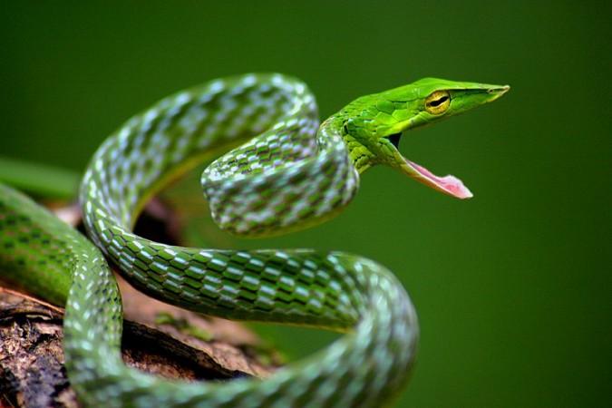 Snake on Mumbai local train: Panicked passengers jump overboard; police ...