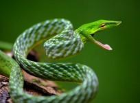 snake