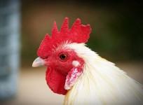hen