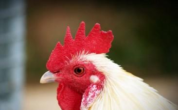 hen