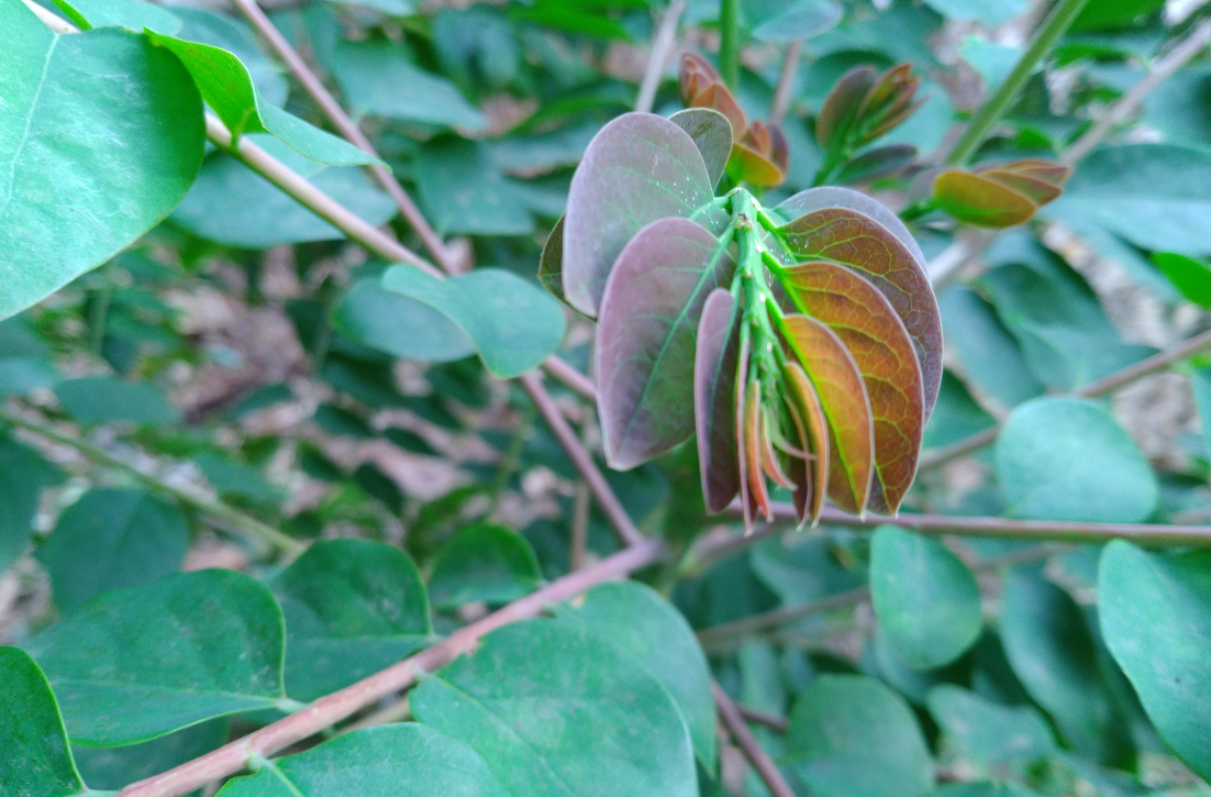 Asus, Zenfone Max Pro M1, 6GB RAM, review