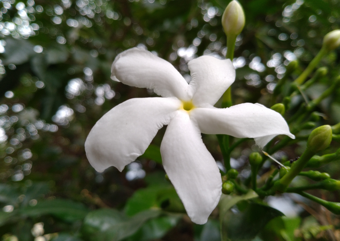 Asus, Zenfone Max Pro M1, 6GB RAM, review