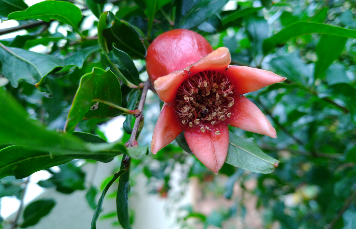 Asus, Zenfone Max Pro M1, 6GB RAM, review