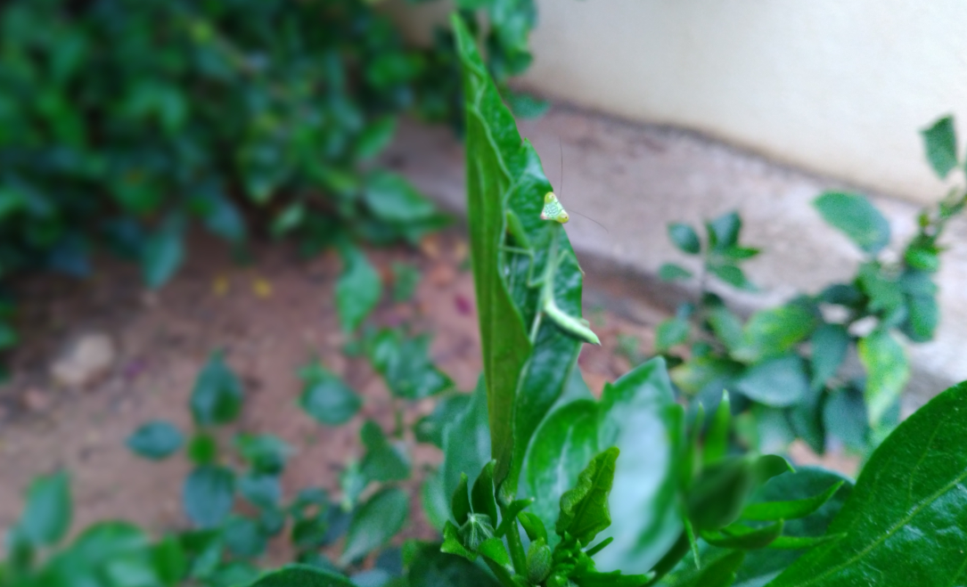 Asus, Zenfone Max Pro M1, 6GB RAM, review