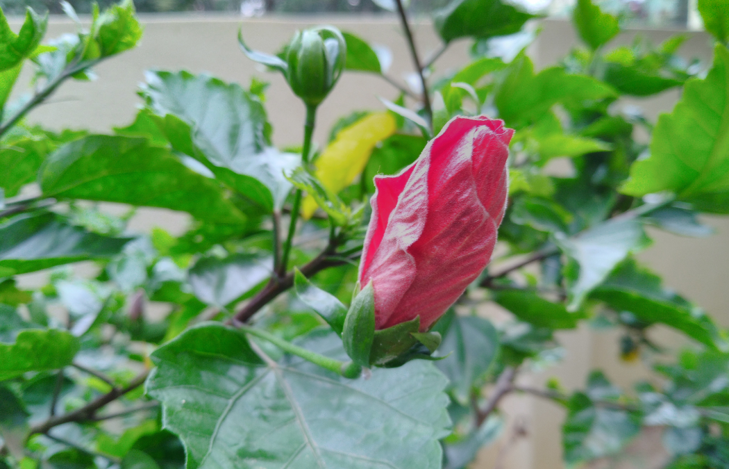 Asus, Zenfone Max Pro M1, 6GB RAM, review