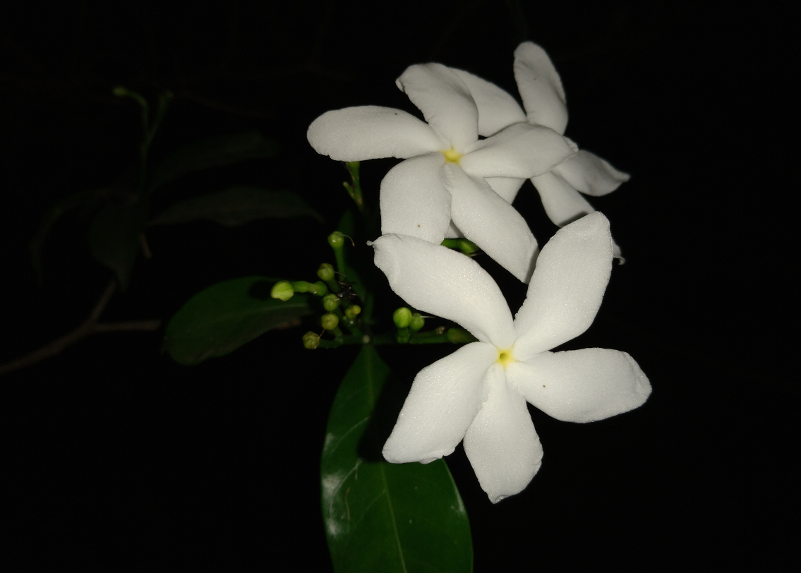 Asus, Zenfone Max Pro M1, 6GB RAM, review