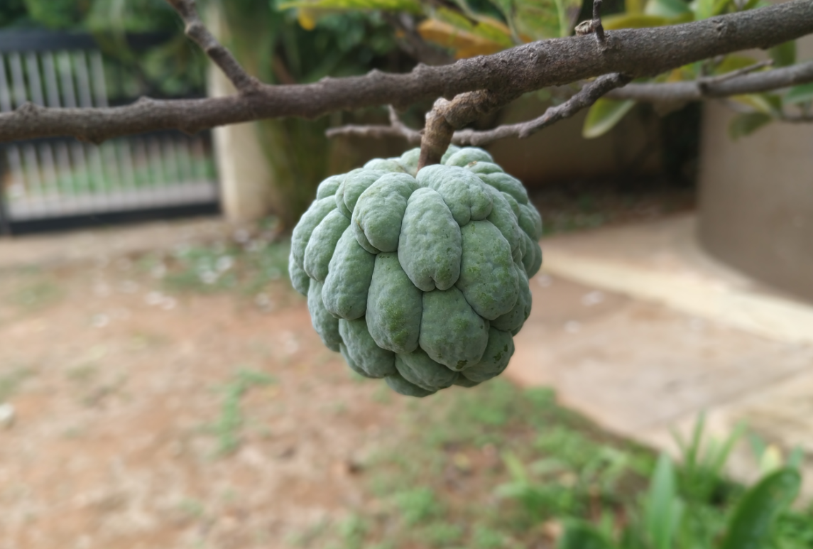 Xiaomi, Mi A2, Android One, launch, camera, review