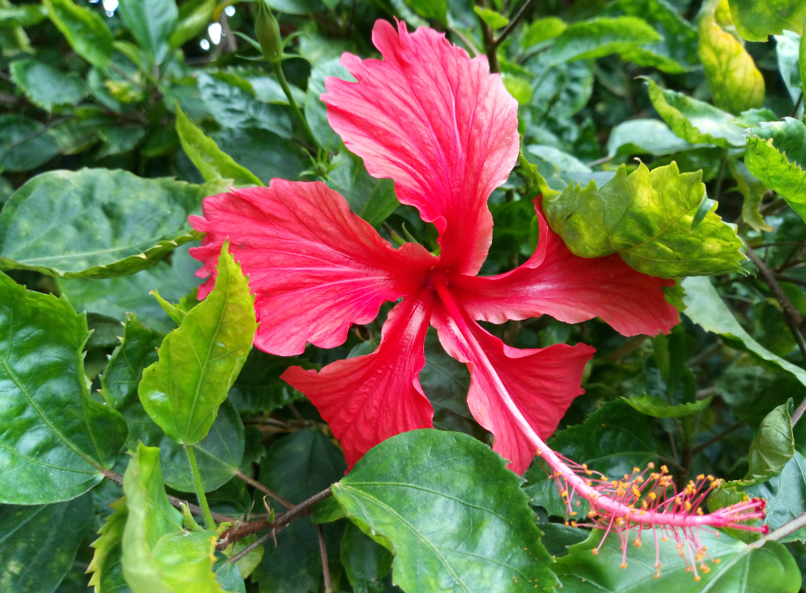 Tecno Camon iAce camera sample taken in the morning. Tecno, Camon iAce, review, first impression, launch, price, camera