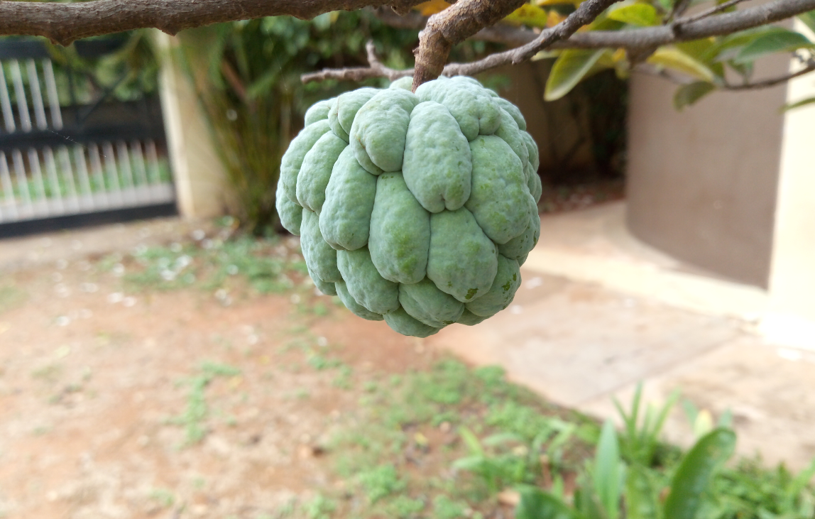 Tecno Camon iAce camera sample taken in the morning Tecno, Camon iAce, review, camera