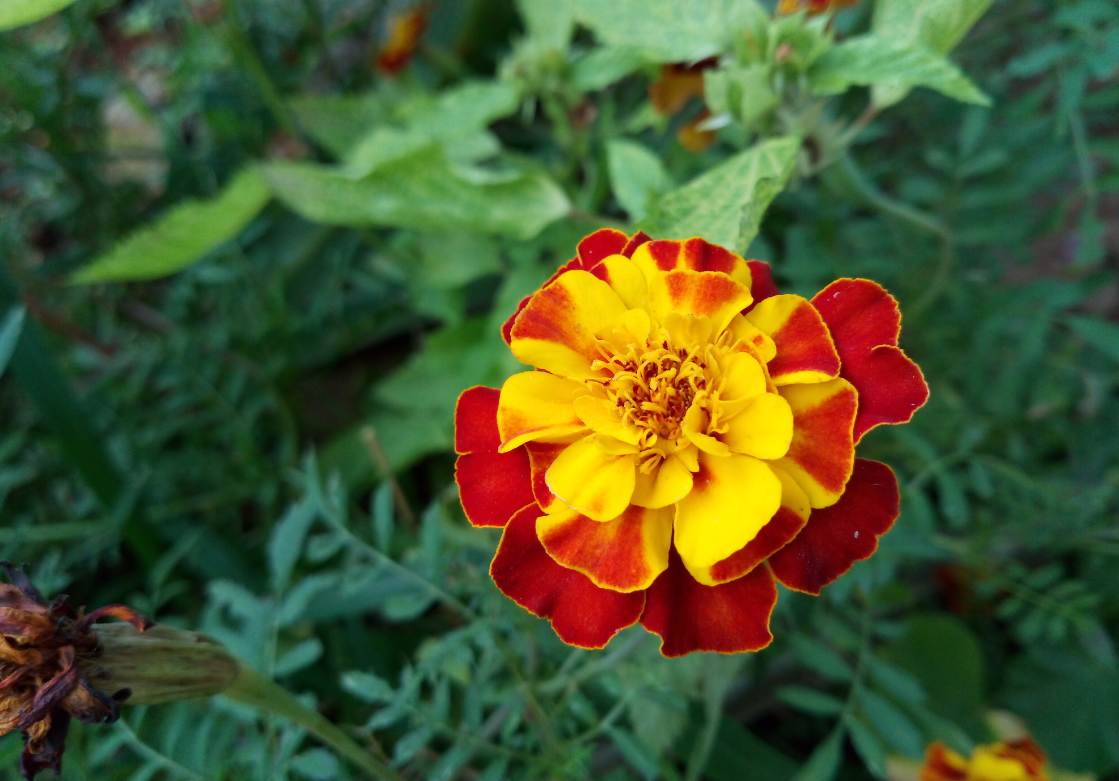 Tecno, Camon iAce, review, camera