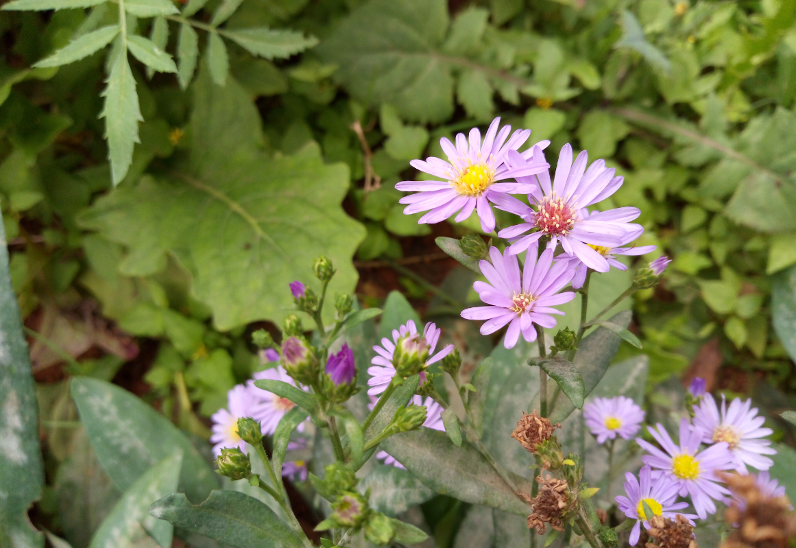 Tecno, Camon iAce, camera, review