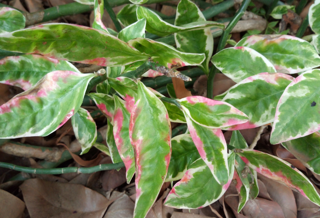 Tecno, Camon iAce, camera, review