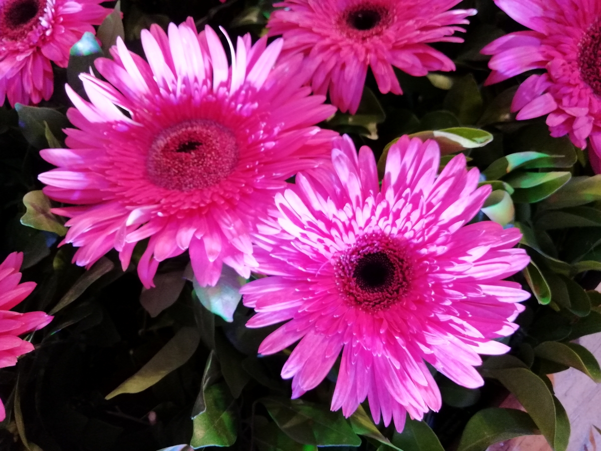 Honor 9N Camera Review