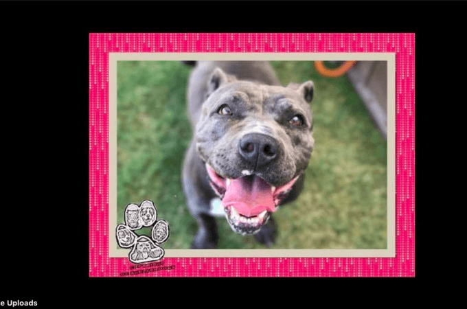 Five year old pit bull raped and left to die on Los Angeles street