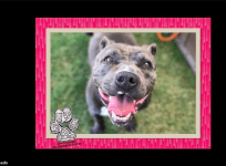 Five year old pit bull raped and left to die on Los Angeles street