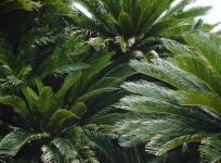 Cycads