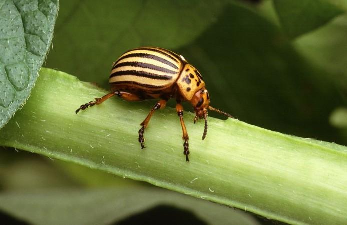 Beetle