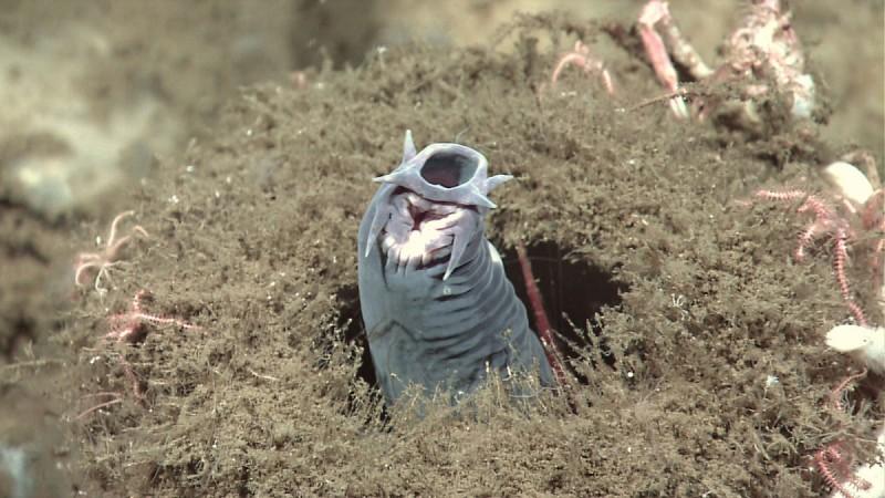 Hagfish are scaleless, bottom feeders that have seemingly skipped evolution Hagfish