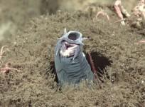 Hagfish
