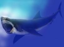 Shark